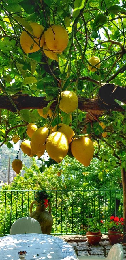 Il Limoneto Di Lulu, Holidays Among The Lemon Trees Villa Minori Exterior photo