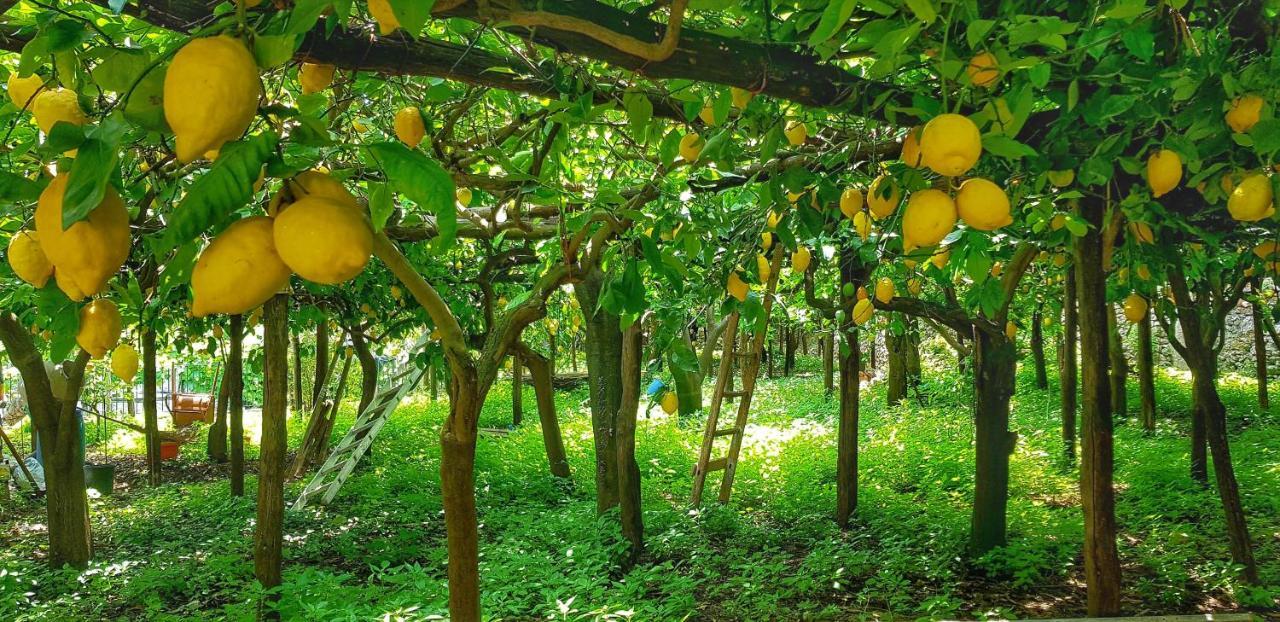 Il Limoneto Di Lulu, Holidays Among The Lemon Trees Villa Minori Exterior photo